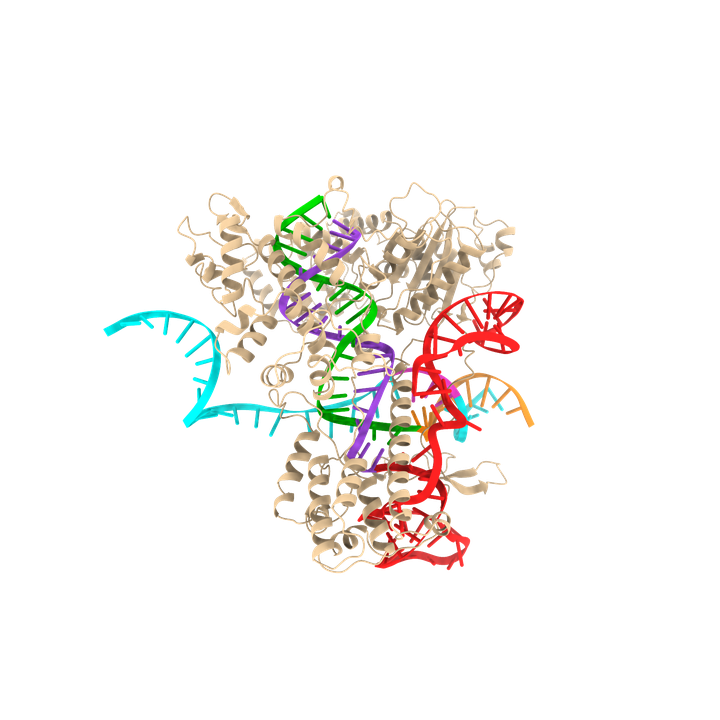 Neoclease editor structure